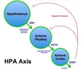 图：下丘脑-垂体-肾上腺轴 (The hypothalamic–pituitary–adrenal axis ,HPA or HTPA axis) 示意图.jpg